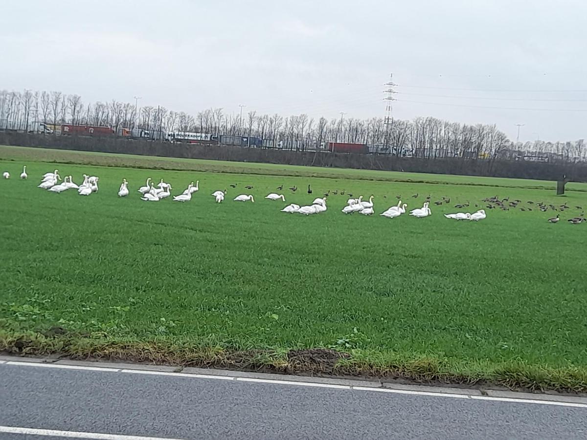 De Achtertuin Lägenhet Maasmechelen Exteriör bild